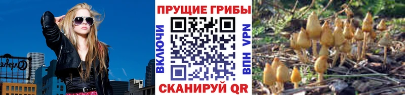 Псилоцибиновые грибы Psilocybe  купить наркоту  Дзержинск 